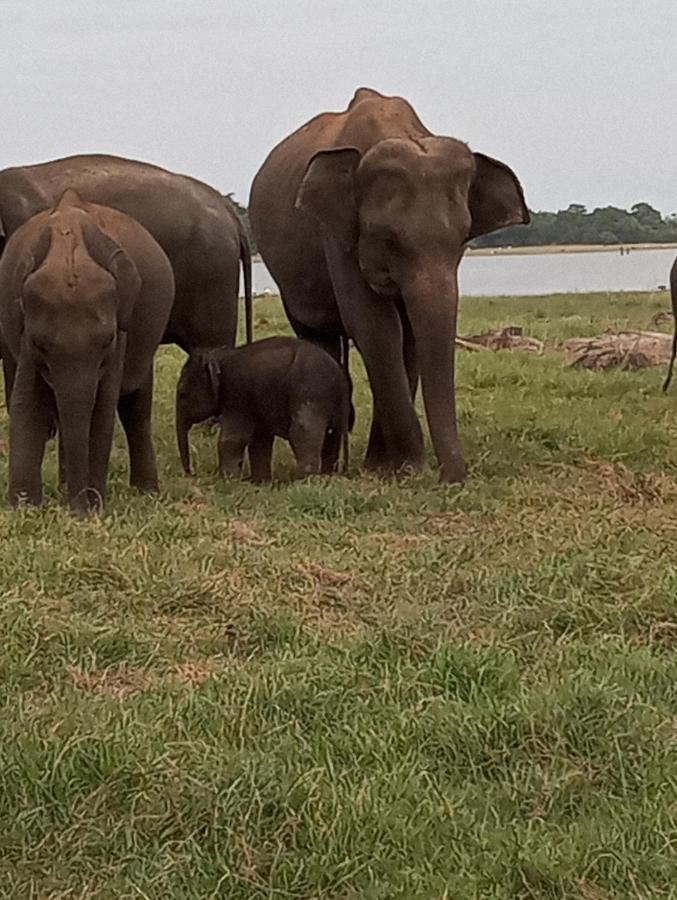 River Nature Park Polonnaruwa Luaran gambar